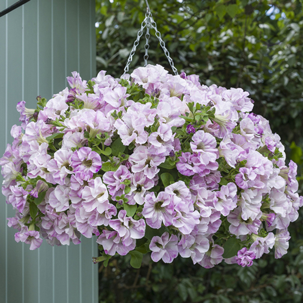 Петуния DESIGNER BRIDAL BLUSH