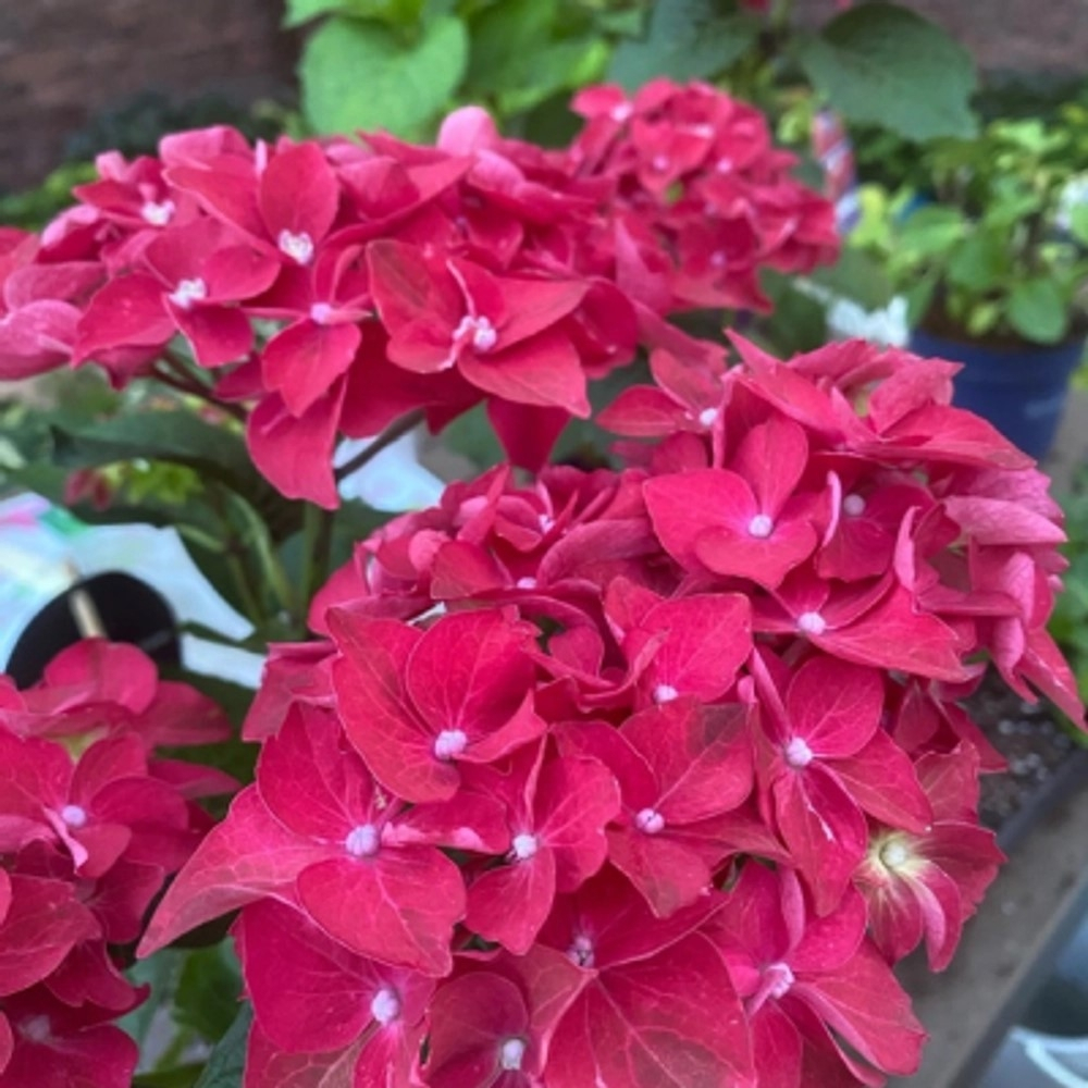 73. Royalty collection «Fire Wings»/Фаер Вингс