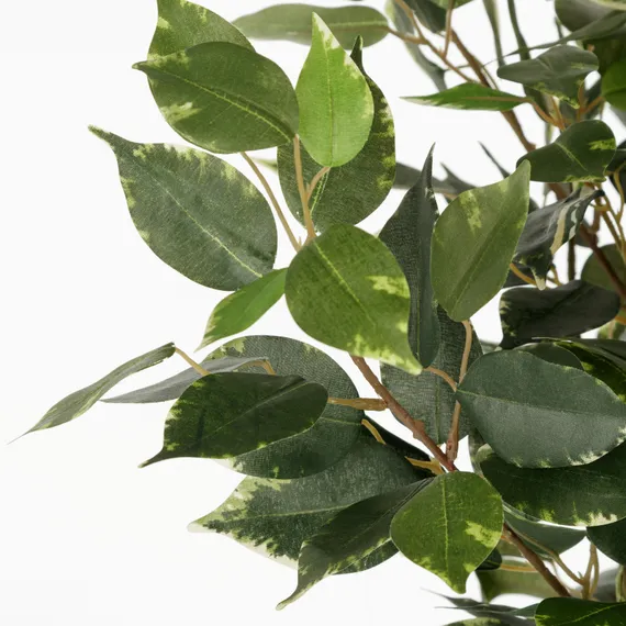 Фикус Бенжамина высота 160 см, кустистый