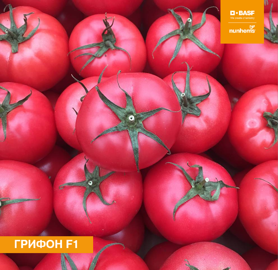 Грифон F1 семена томата индетерминантного (Nunhems / ALEXAGRO) культура – фото 2