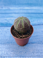 Euphorbia Obesa (Эуфорбия)
