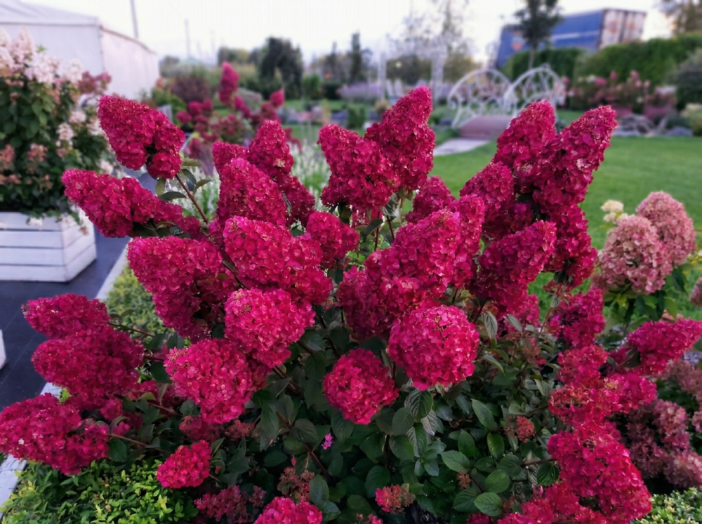 Гортензия метельчатая «Самарская Лидия» (Samarskya Lydia)