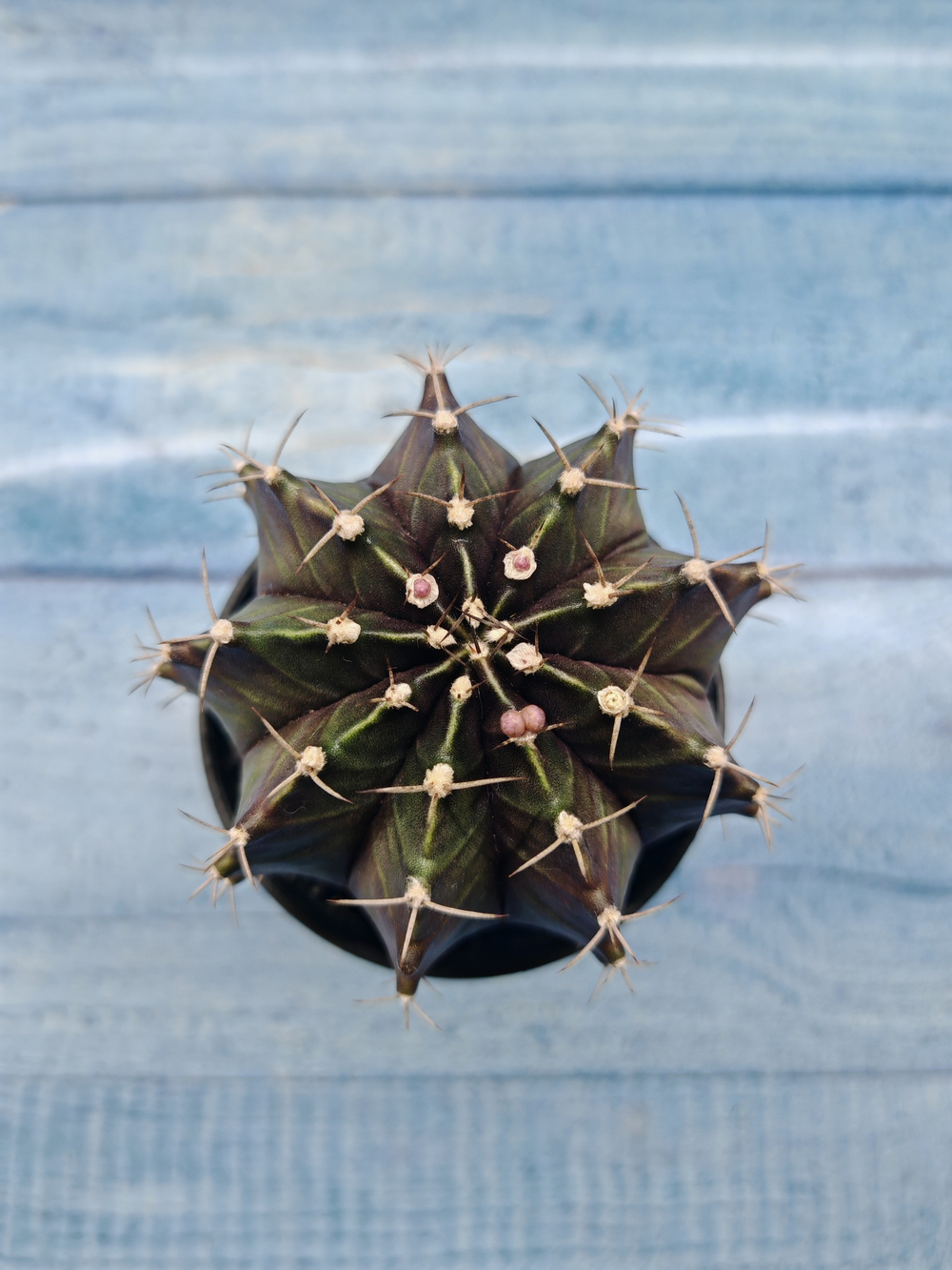 Gymnocalycium Mihanovichii black (Гимнокалициум)