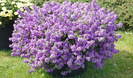 ЕВРО Бакопа Double Lavender ОКС укорененный черенок 5-10 марта
