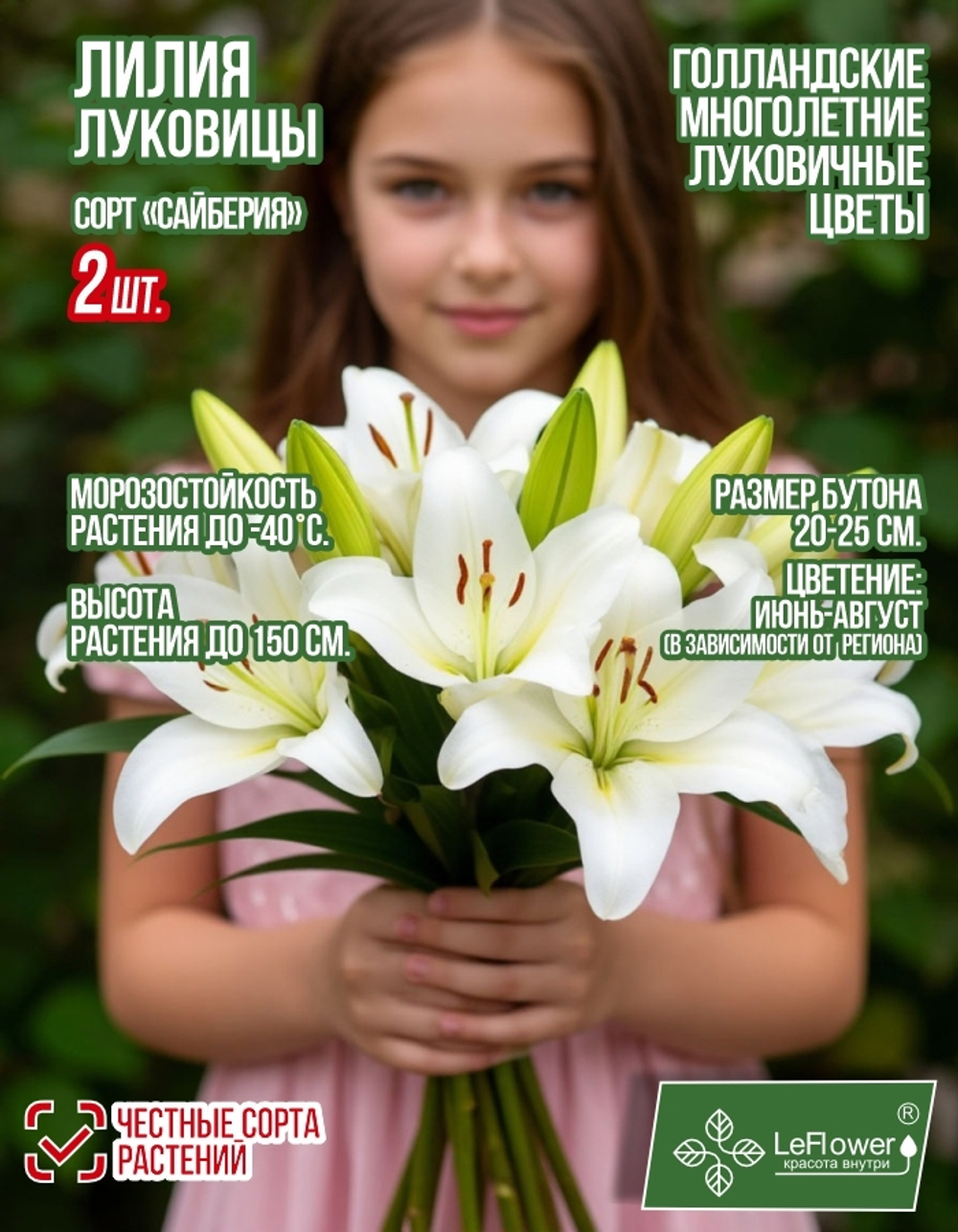 Лилия Луковица, Сайберия, восточная, разбор 22/24, 2 шт