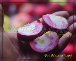 Яблоня Мельба Ред , Мелба Красная,(Melba-red)