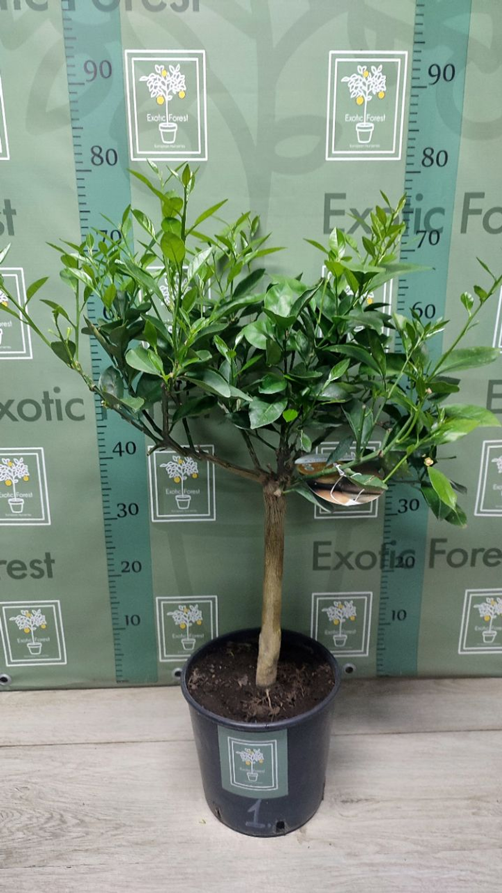 Апельсин Шоколадный