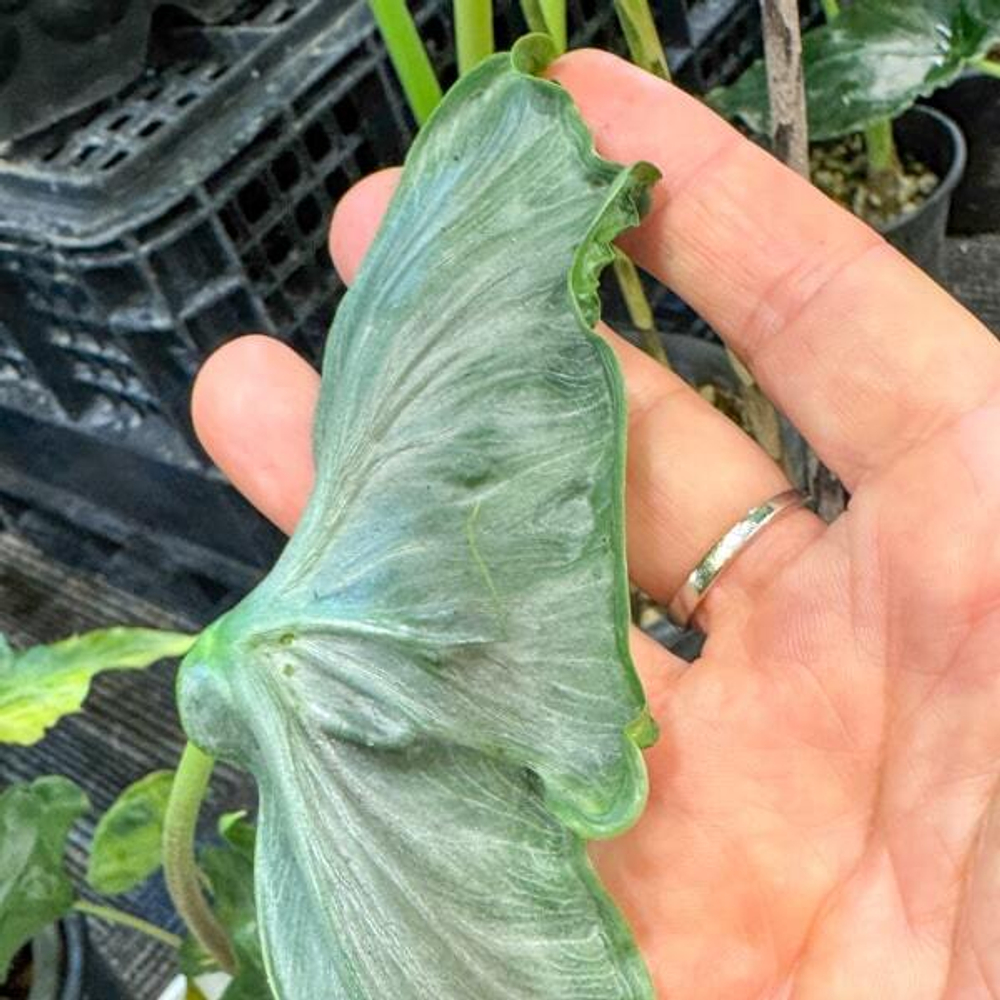 Алоказия HOLY GRAIL