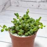 Senecio Rowleyanus (Крестновник Роули)