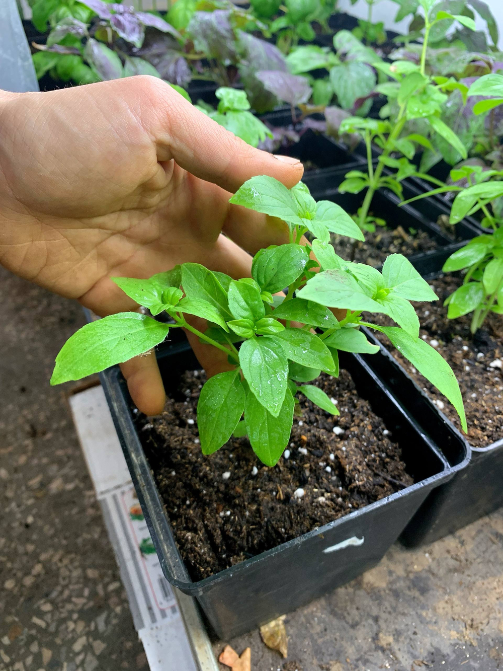 Базилик греческий в горшке