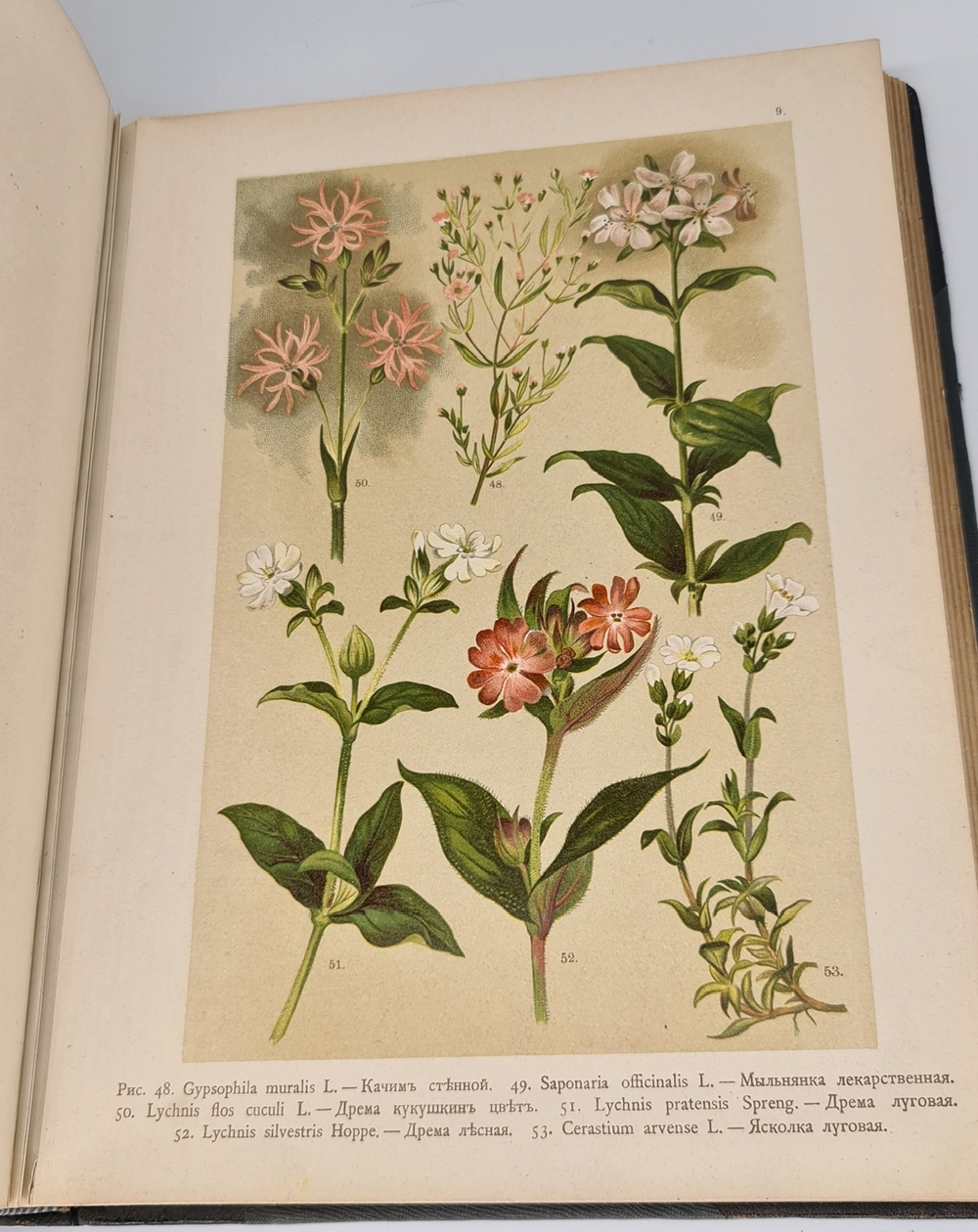 "Ботанический атлас по системе де-Кандоля". К.Гофман. 1899г.