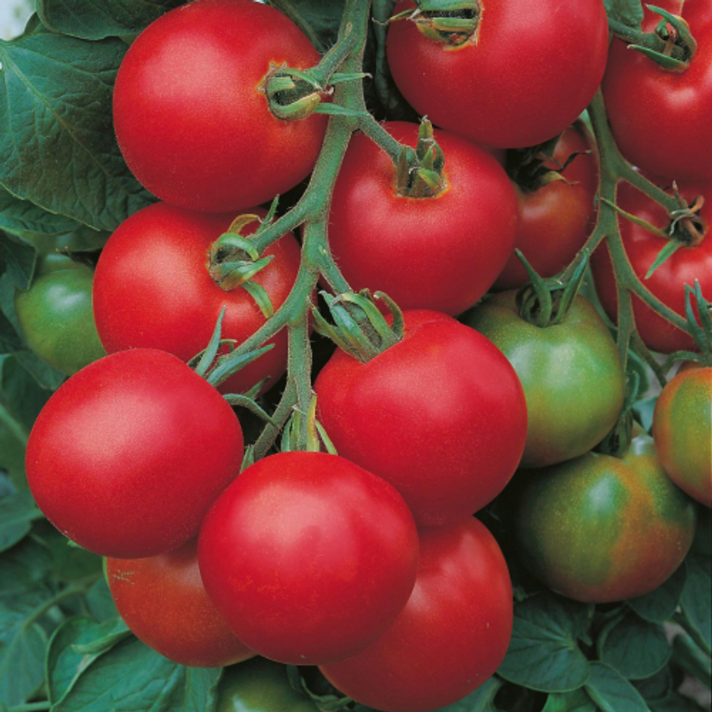 Томат Толстой F1 (1гр) Витагрин Профи