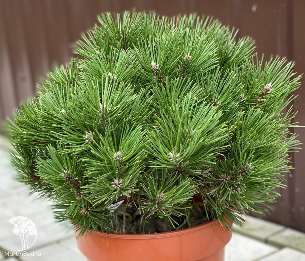 Сосна черная Глобоза С10 40-50