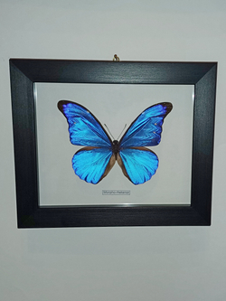 Бабочка Morpho rhetenor в рамке