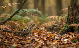 Охота на вальдшнепа: полное руководство по сезонам, правилам и тактике