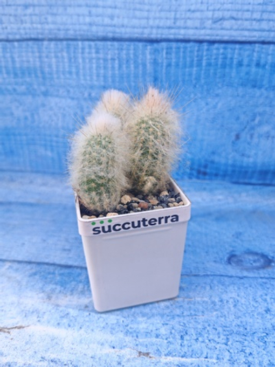 Austrocephalocereus dybowskii (Аустроцефалоцереус )