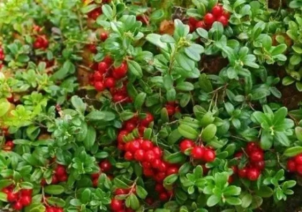 Клюква садовая Стивенс р9