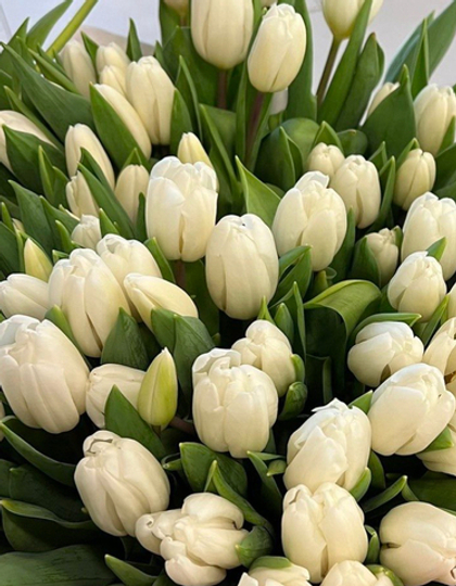Банч 100 тюльпанов белых
