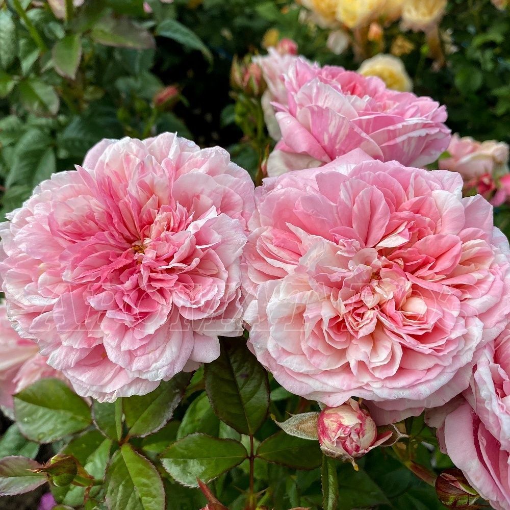 Маскаре (Mascaret)