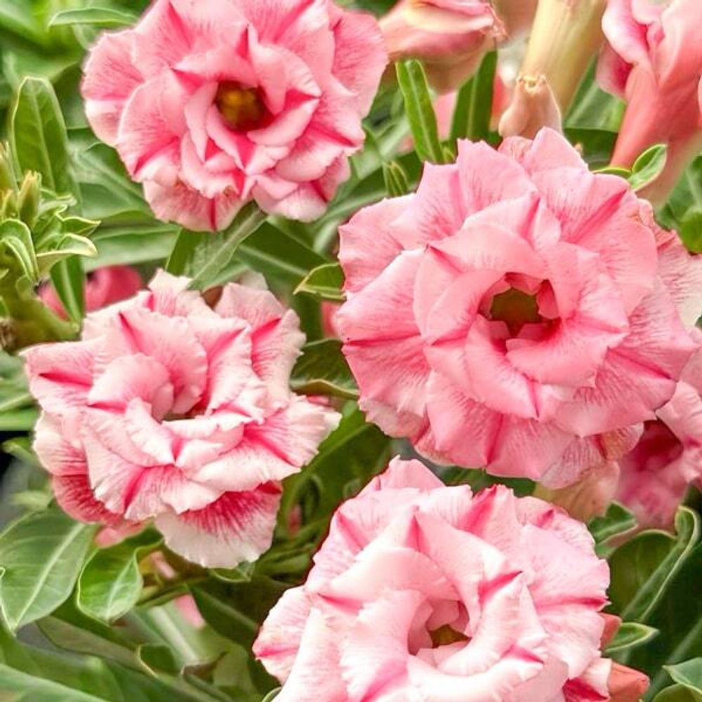 Адениум CHOMPHU PHUANG ROY