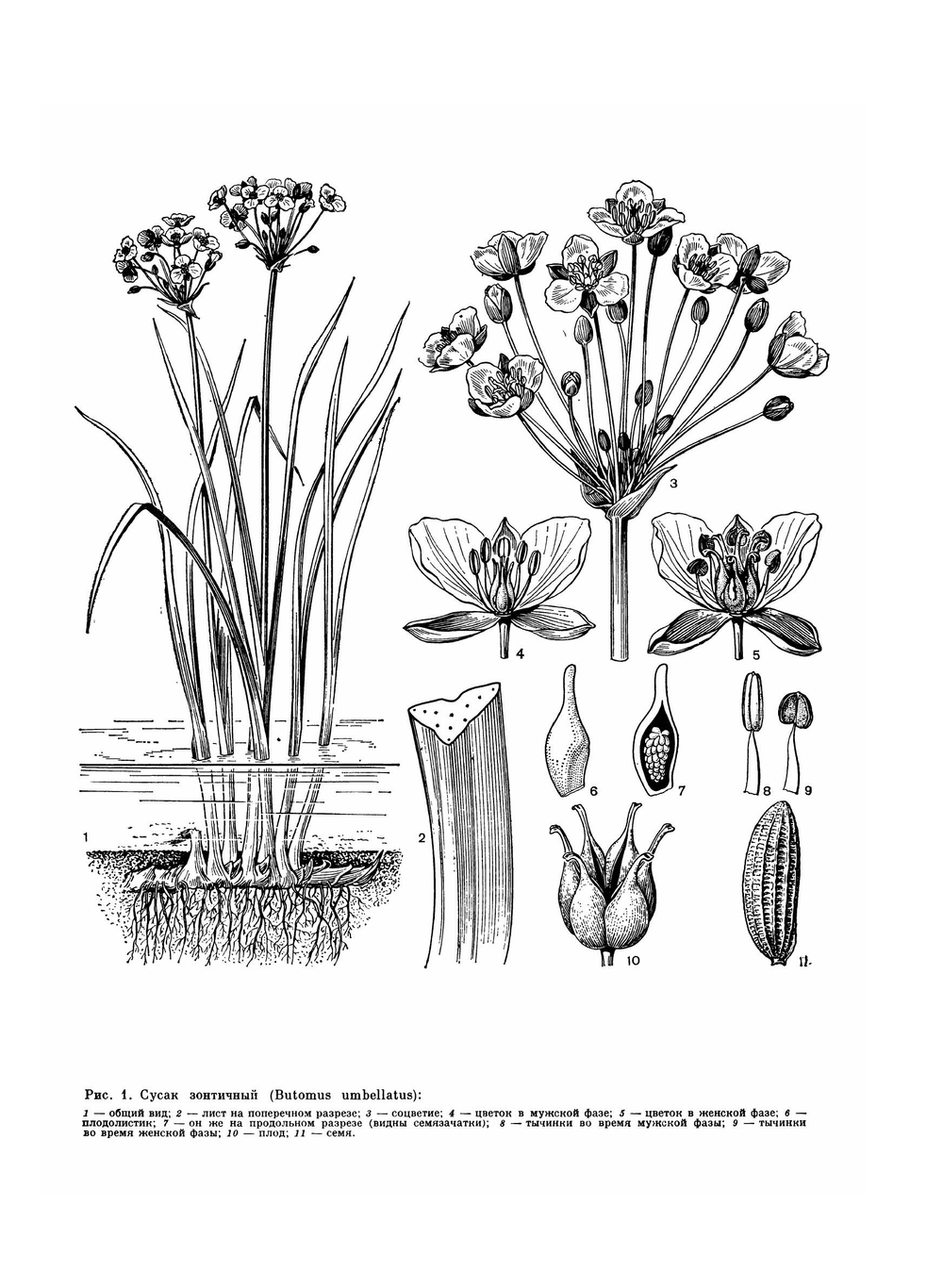 Жизнь растений. В 6-ти томах. Том 6: Цветковые растения | А.Л. Тахтаджян