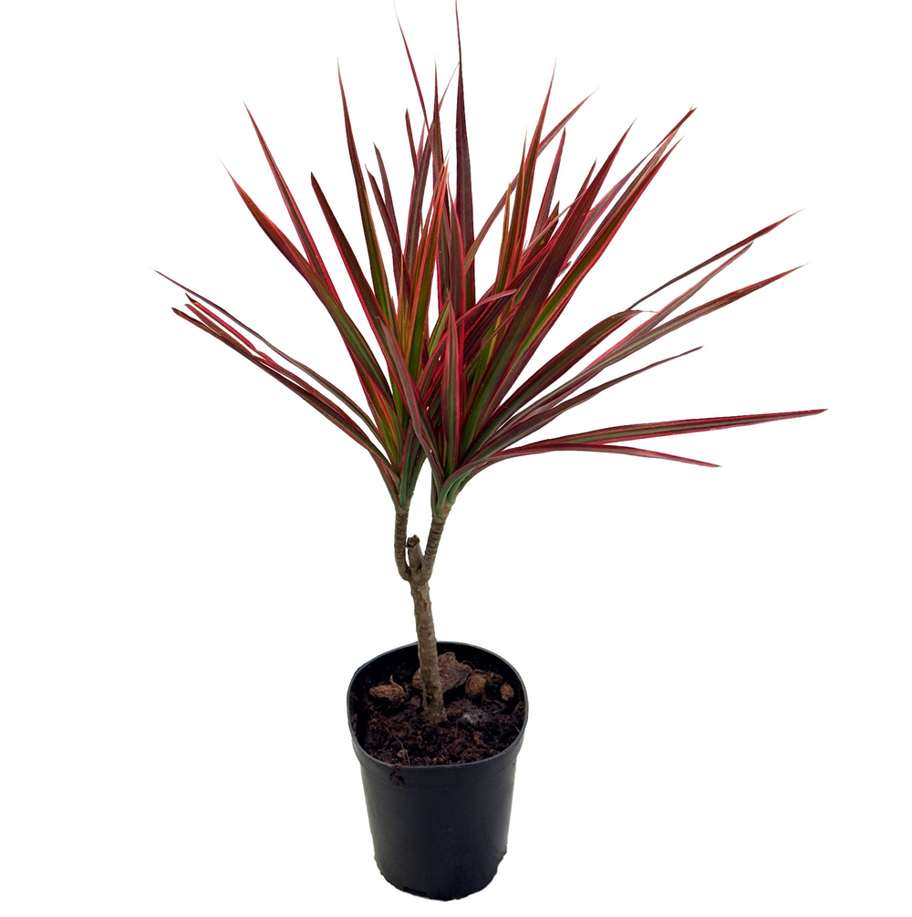 Драцена маргината Биколор