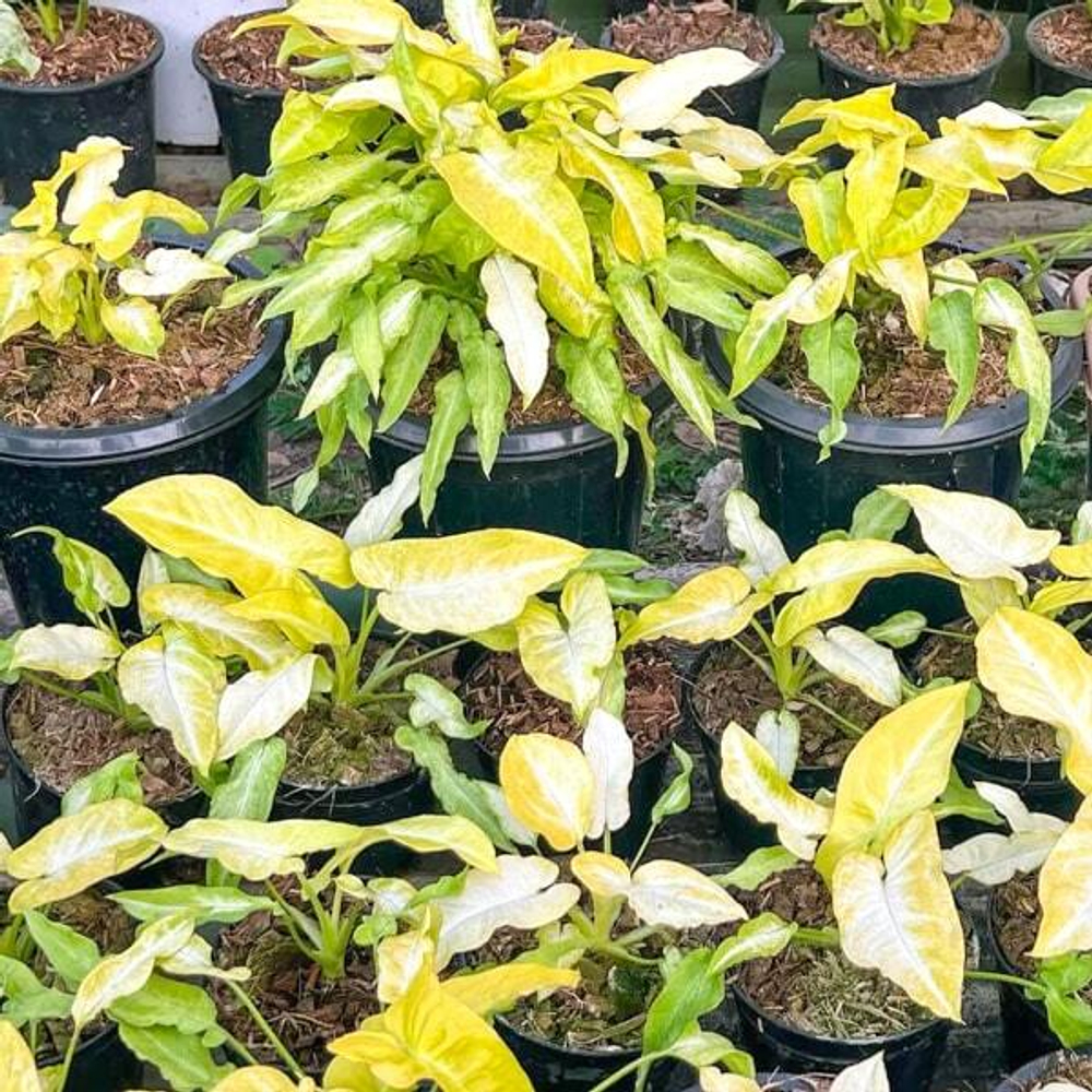 Сингониум RIBBON LEMON