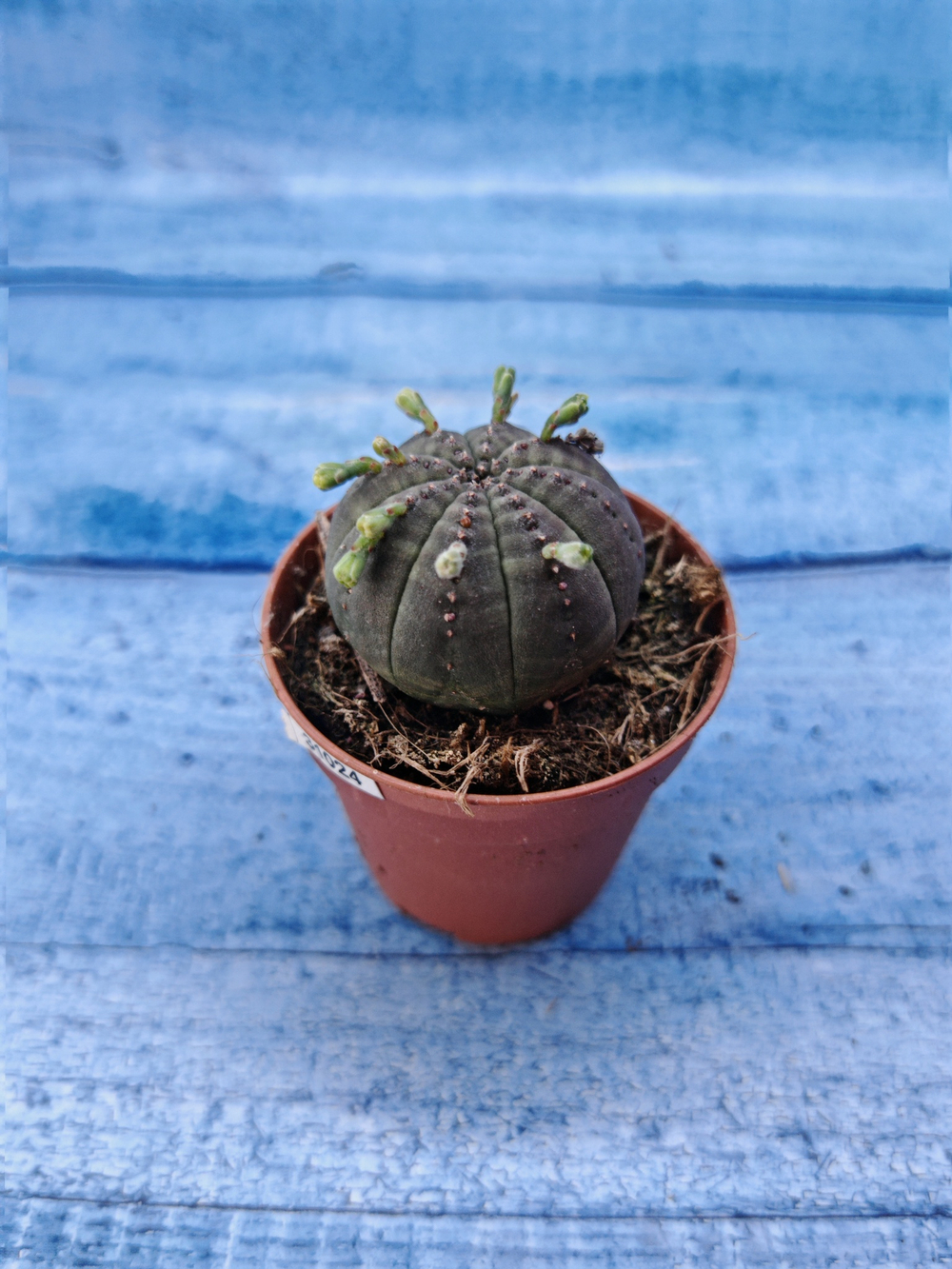 Euphorbia Obesa (Эуфорбия)