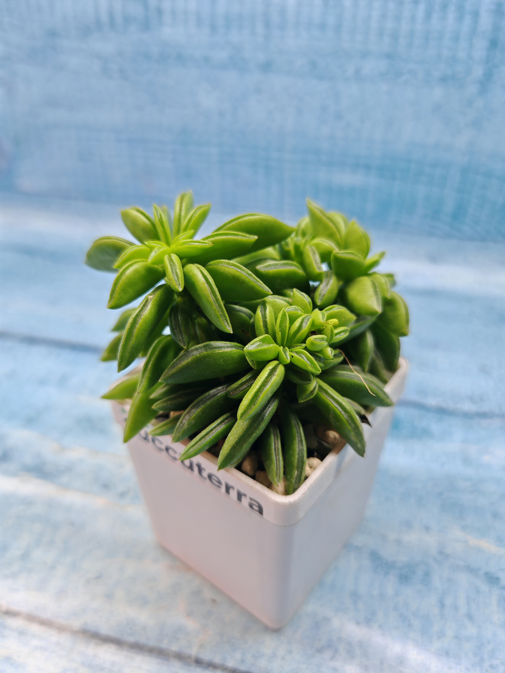 Peperomia Dolabriformis (Пеперомия)