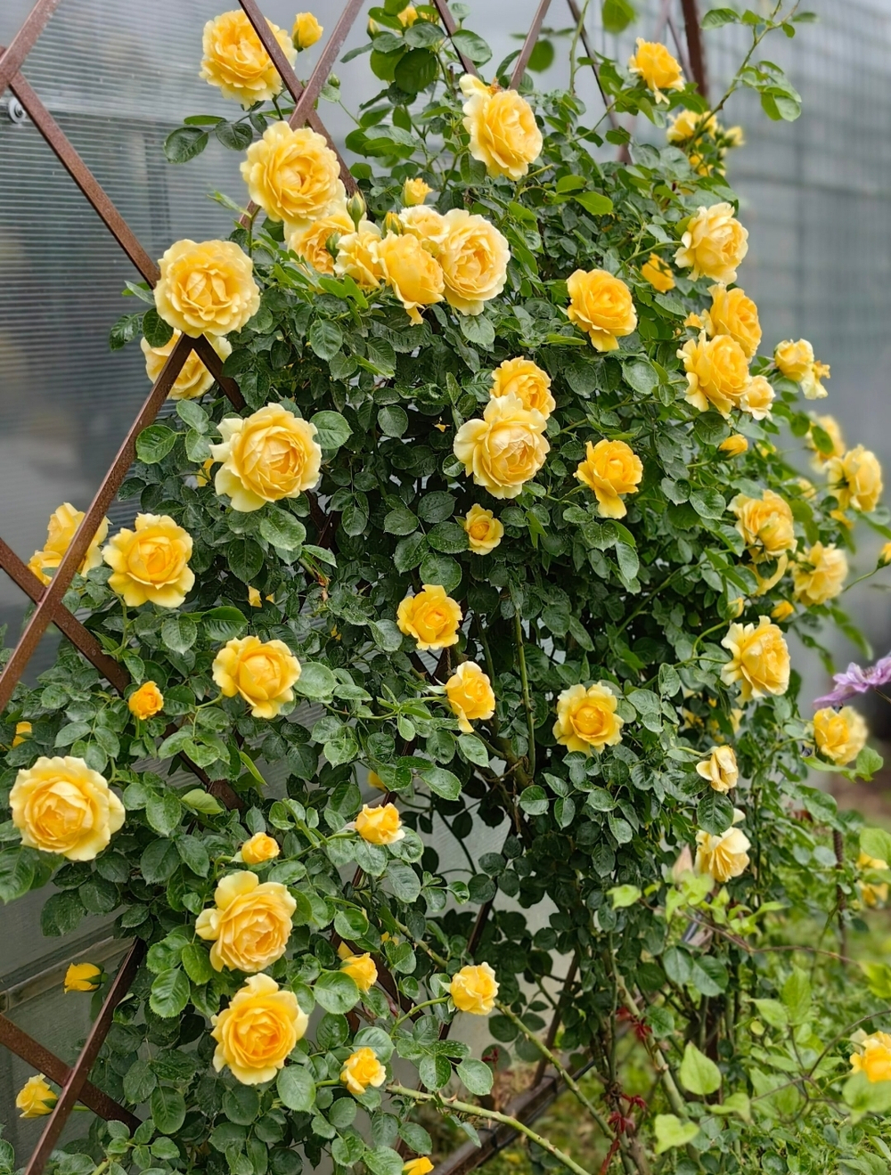 Sommergold (Соммерголд)