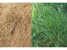 Семена травы для газона