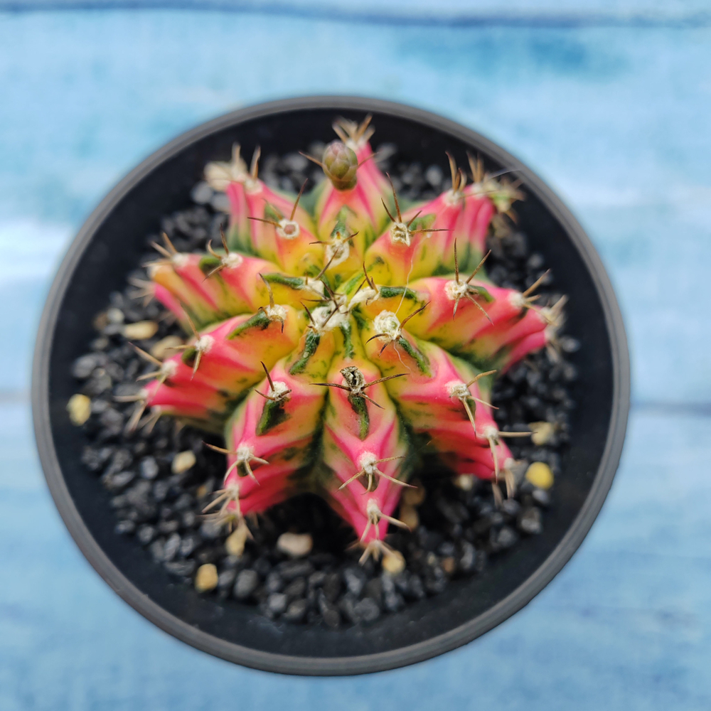 Gymnocalycium Variegata (Гимнокалициум Вариегатный)