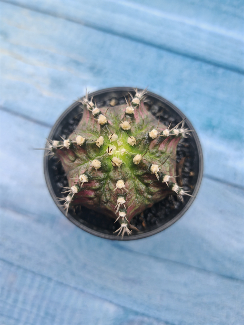 Gymnocalycium T-Rex Pink hybride (Гимнокалициум T-rex)