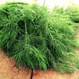 Укроп Аллигатор 100 грамм калибр.