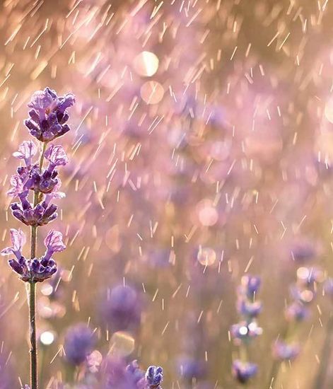 Ароматический воск Антизапах Лавандовый дождь Lavender Rain, Candle Warmers