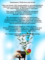 Сирень Ред Пикси повторноцветущая