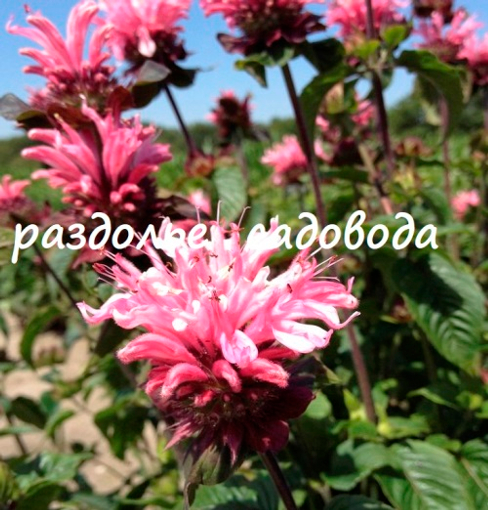 Монарда Би-лив (горшок 3л)