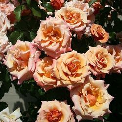 Сингин ин Зе Рэин (Singin’ in the Rain)