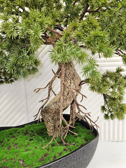 Бонсай Кедр 65см в кашпо Лофт Нео