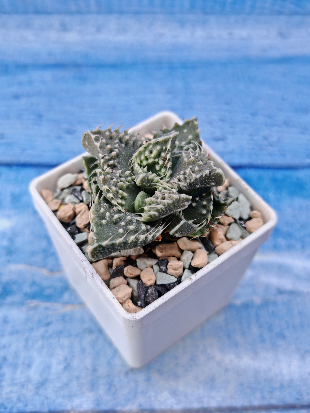 Faucaria Tuberculosa (Фаукария)