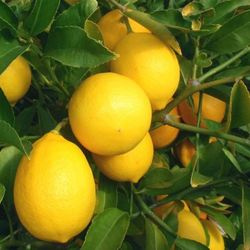 Лимон "Мейера"