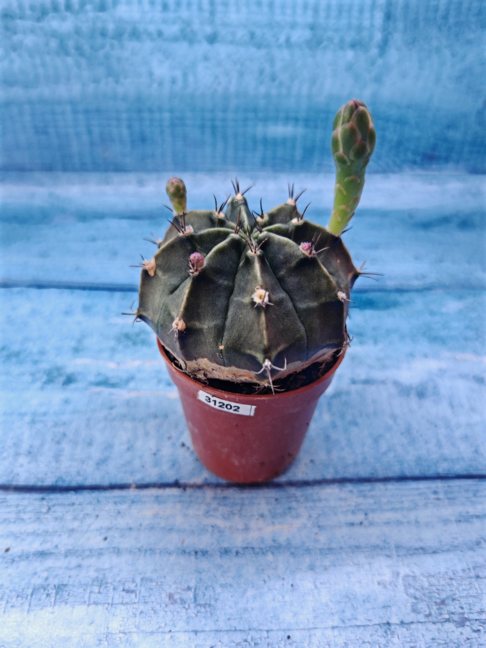 Gymnocalycium Friedrichii (Гимнокалициум)