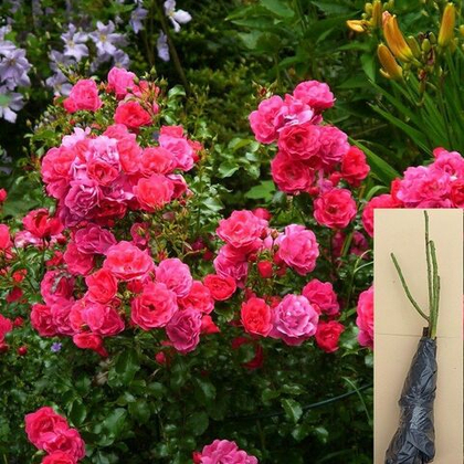 Роза морозостойкая Хейдетраум шраб саженец с ОКС.