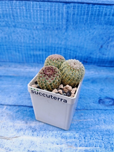 Echinocereus Rigidissimus Rubispinus (Эхиноцереус)