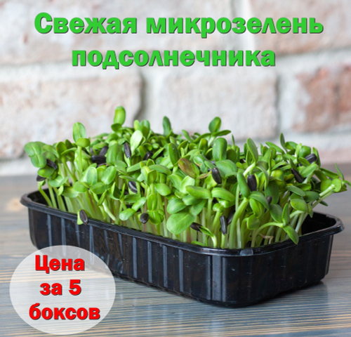 Свежая микрозелень подсолнечника / 5 боксов / суперфуд