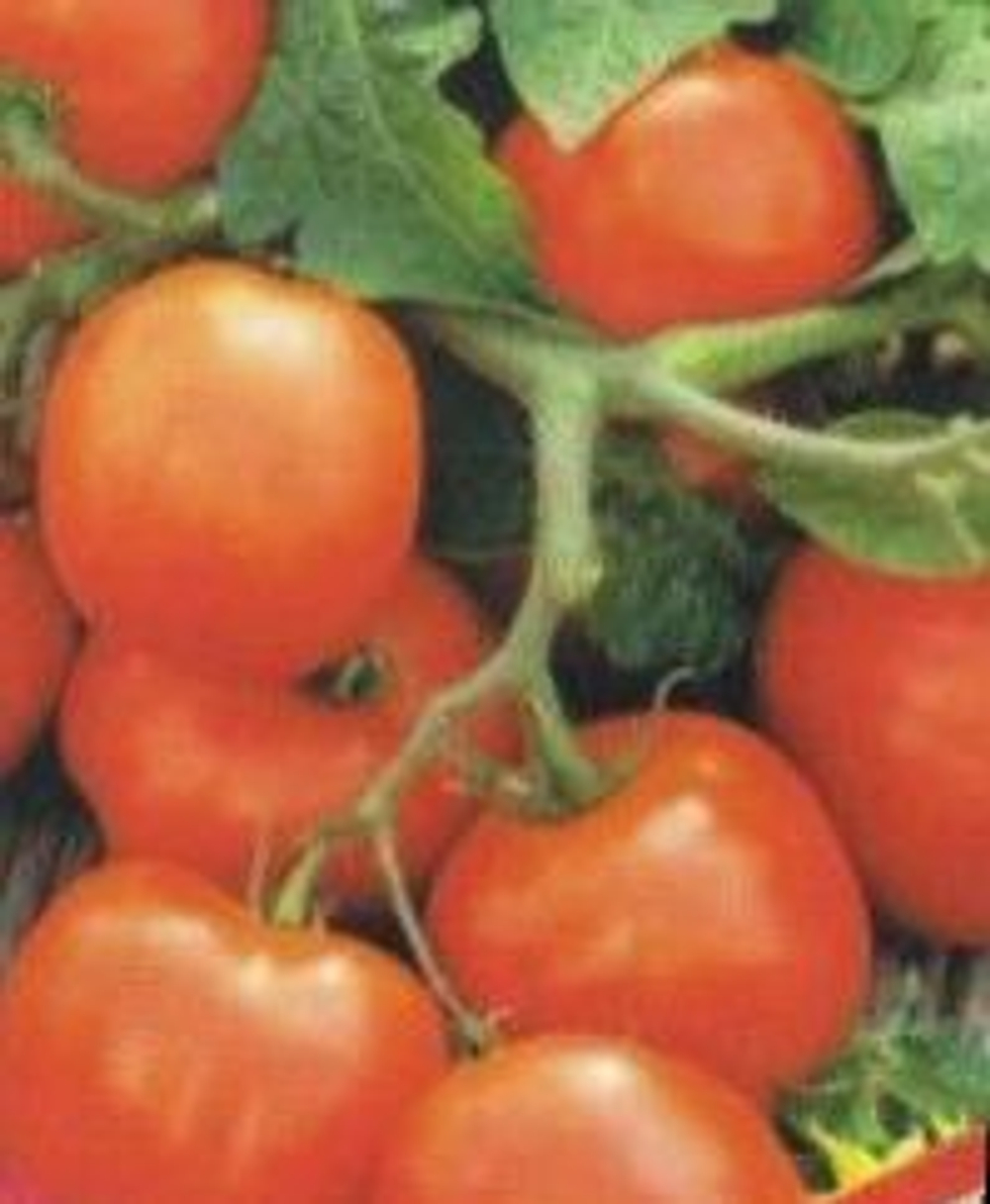 Томат Увалень красный детерминантный, готовая к высадке рассада МАЙ ЗКС 1 литр