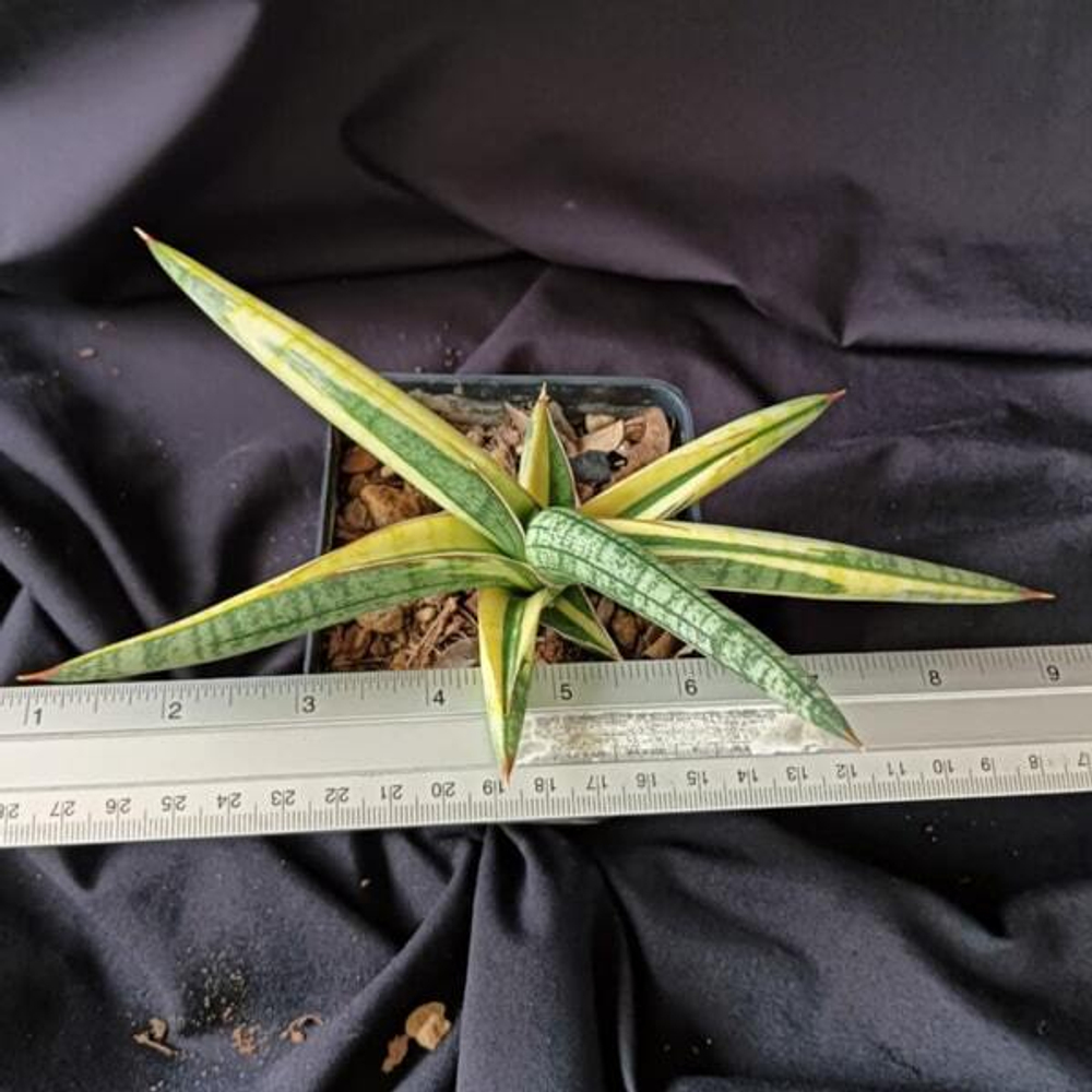 Сансевиерия LAVRANOS YELLOW VAR