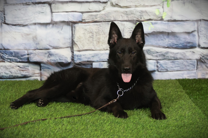 Туадаш ГРЕЯ