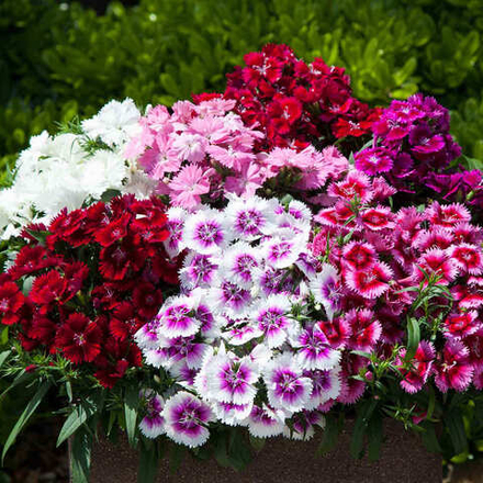 Гвоздика
