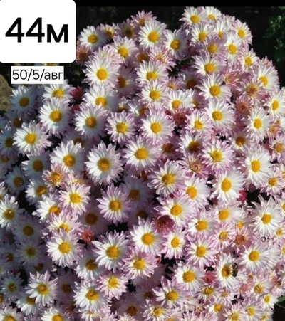 САЖЕНЦЫ ХРИЗАНТЕМЫ МУЛЬТИФЛОРА БЕЛО РОЗОВАЯ РОМАШКА №44